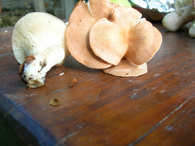 ..2 soggetti da sottoporre